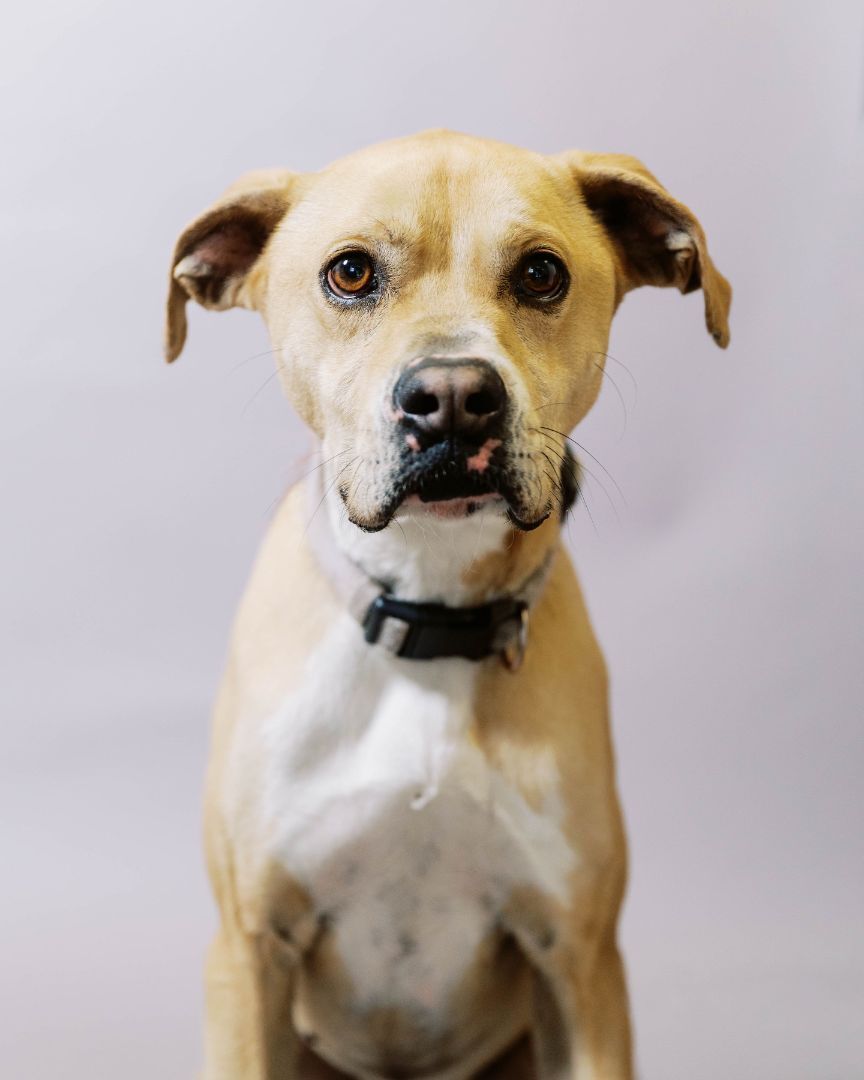 Leila, an adoptable Boxer in El Paso, TX, 79938 | Photo Image 4