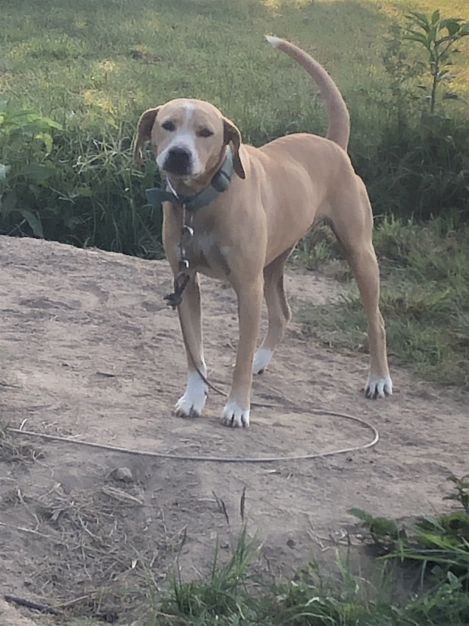 Thelma, an adoptable Yellow Labrador Retriever in Slidell, LA, 70469 | Photo Image 1