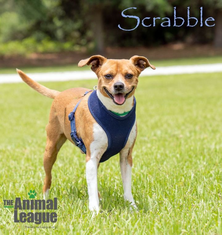 Scrabble, an adoptable Jack Russell Terrier Mix in Clermont, FL_image-5