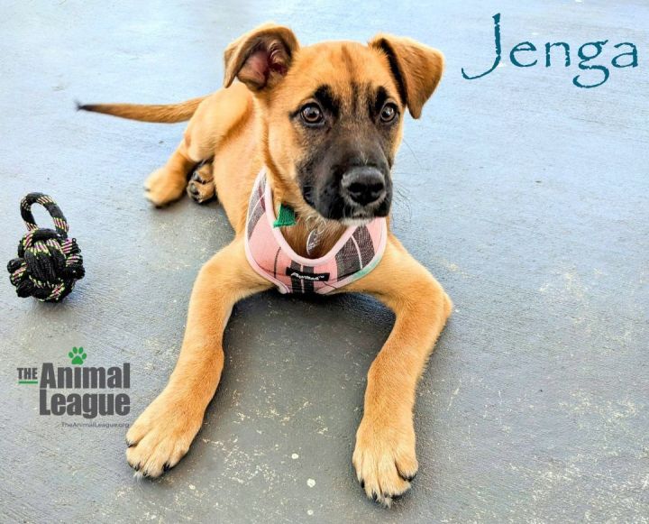 Jenga, an adoptable Black Mouth Cur & Shepherd Mix in Clermont, FL_image-4