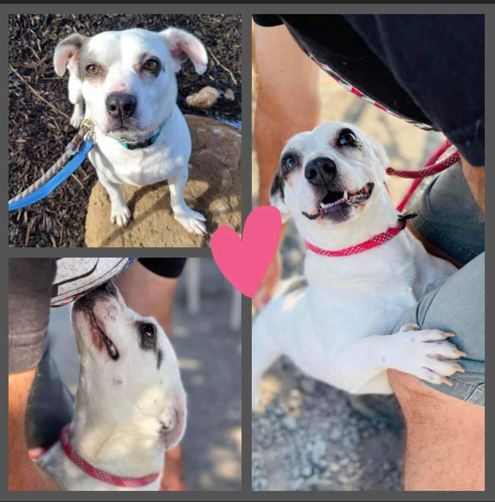 Speckles, an adoptable Pit Bull Terrier in Bend, OR, 97701 | Photo Image 1