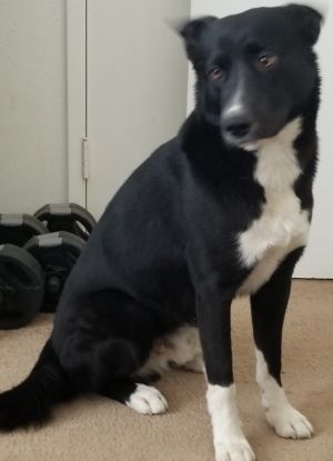 Hello - my name is Parker I am a healthy one year old CollieShepherd mix I w