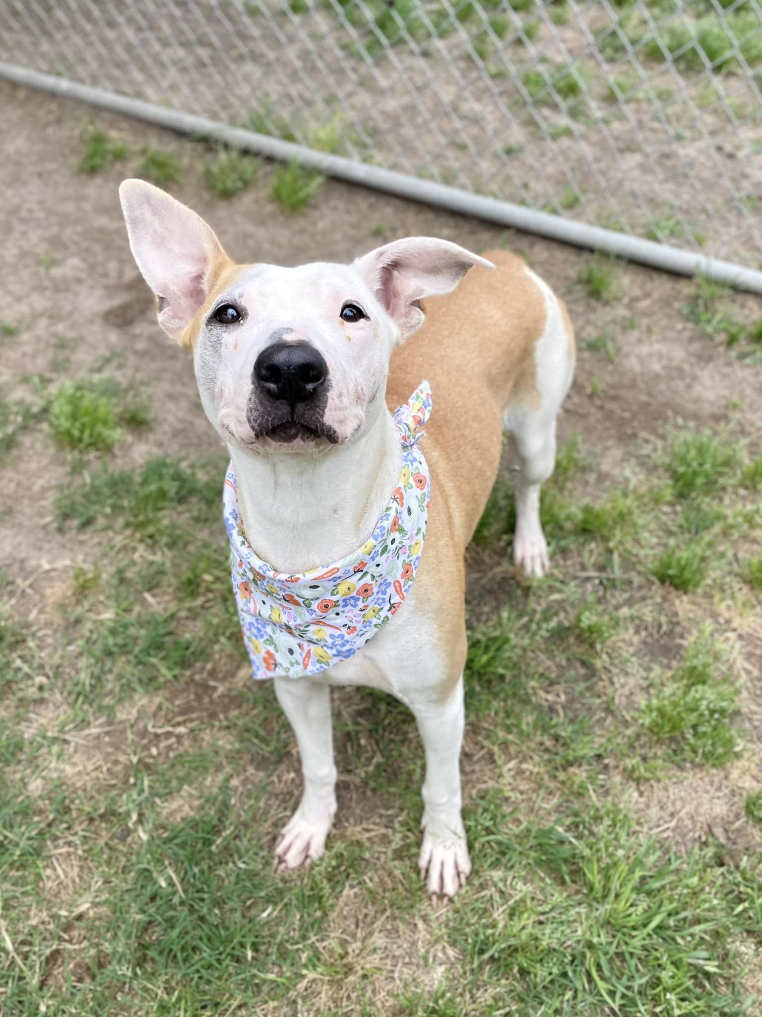 Grace, an adoptable Greyhound in Houston, TX, 77083 | Photo Image 2