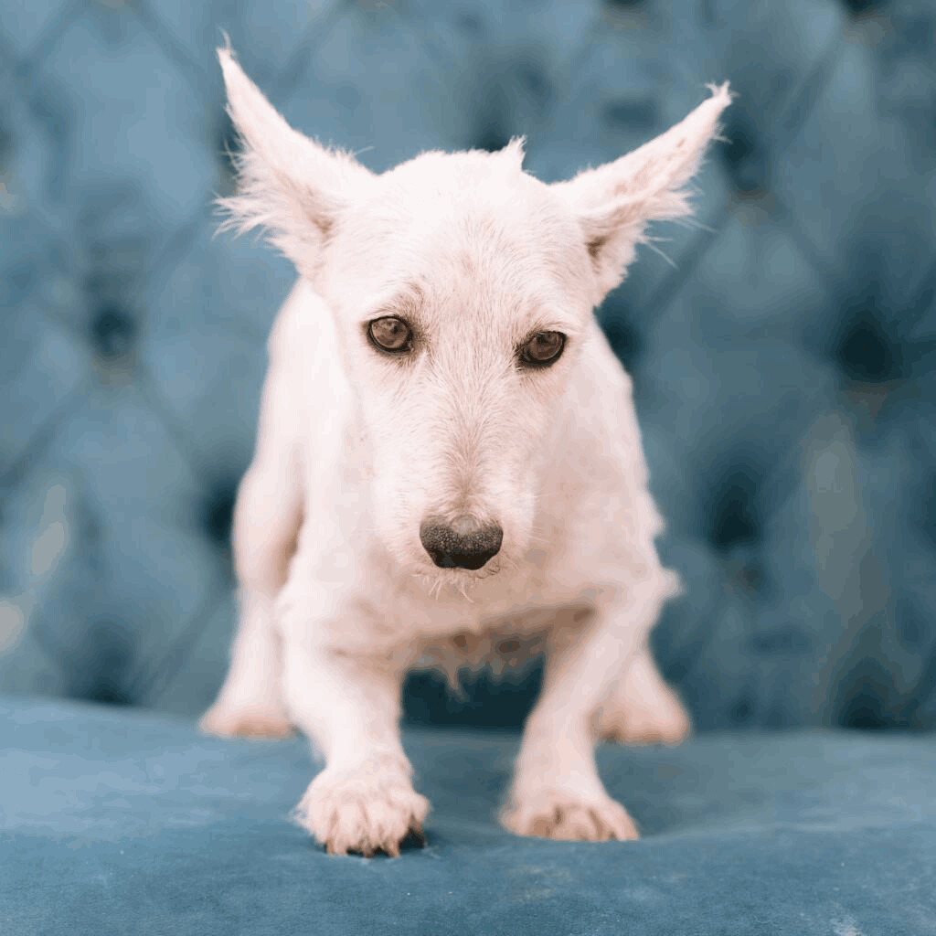 a dog that looks like a snowball