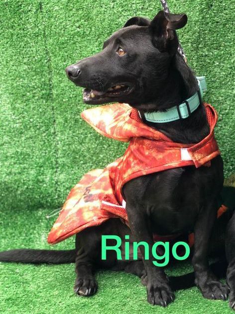 Ringo, an adoptable Mixed Breed in San Ysidro, CA_image-1