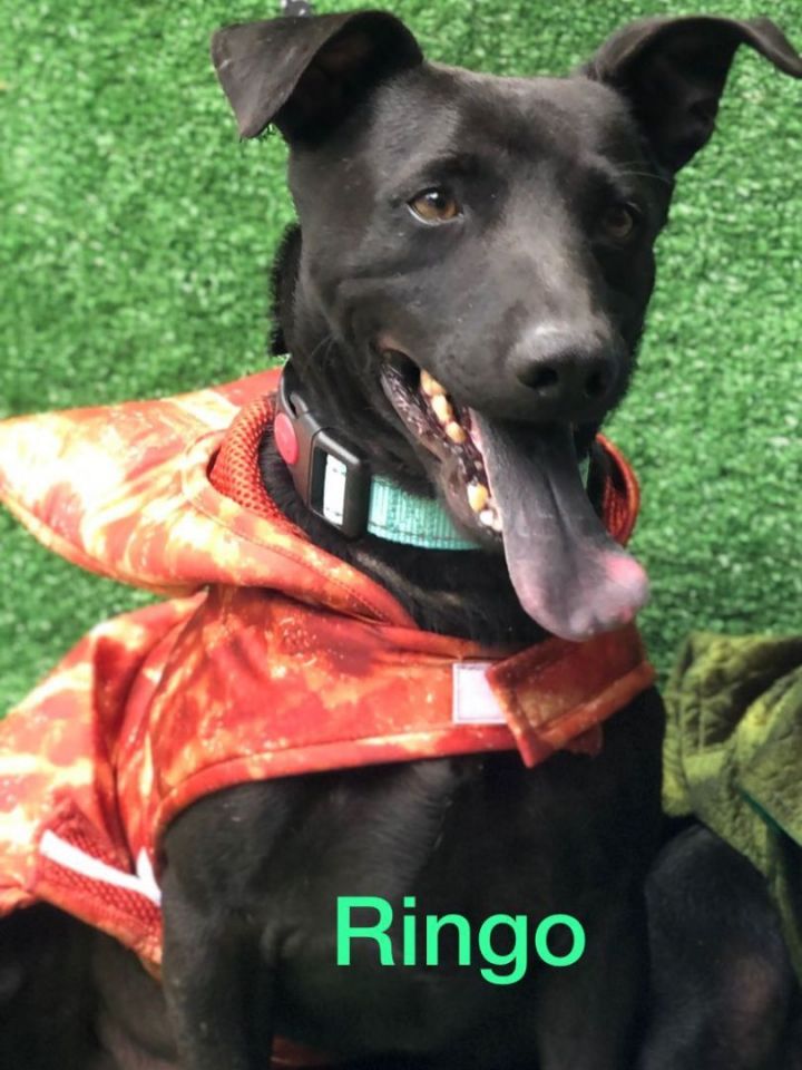 Ringo, an adoptable Mixed Breed in San Ysidro, CA_image-3