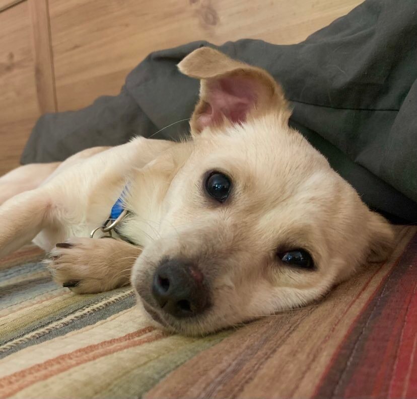 Adorable Brady, an adoptable Pomeranian, Chihuahua in Long Beach, CA, 90803 | Photo Image 1