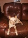 Angie - Courtesy 