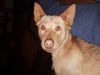 Angie - Courtesy 