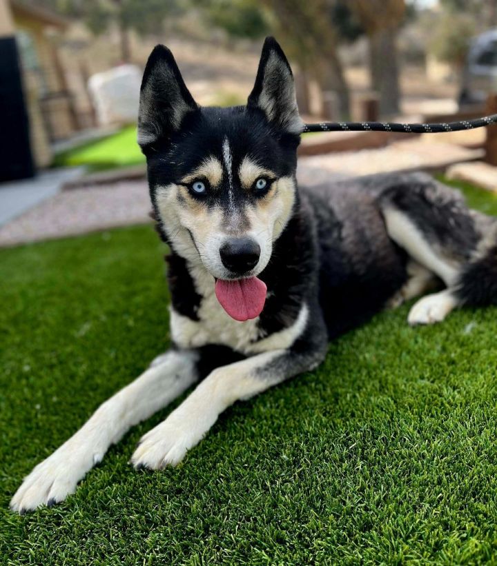 HELP TYSON! FOSTER/ADOPTER NEEDED , an adoptable Siberian Husky Mix in Rancho Cucamonga, CA_image-2