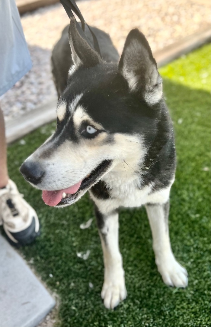 HELP TYSON! FOSTER/ADOPTER NEEDED , an adoptable Siberian Husky Mix in Rancho Cucamonga, CA_image-4