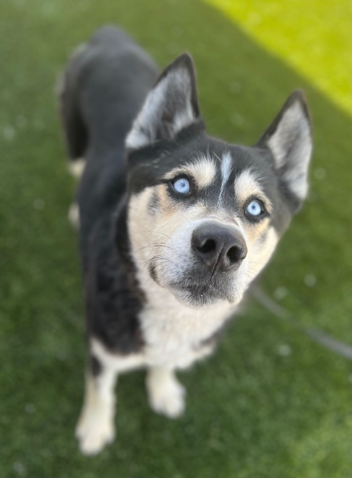 HELP TYSON! FOSTER/ADOPTER NEEDED , an adoptable Siberian Husky Mix in Rancho Cucamonga, CA_image-5