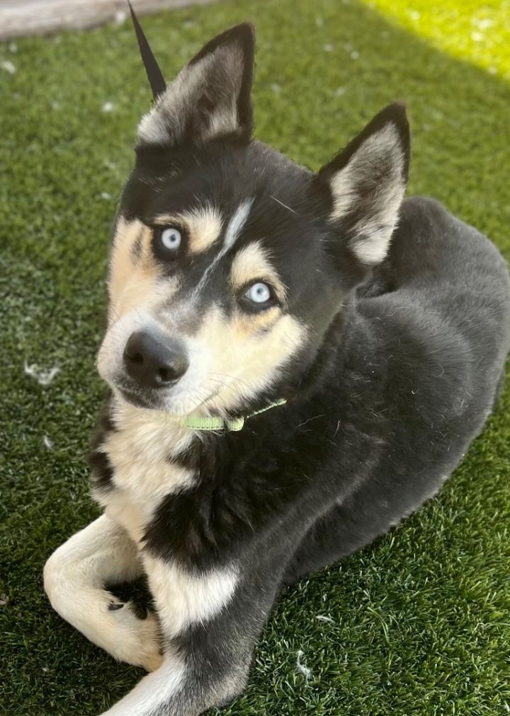 HELP TYSON! FOSTER/ADOPTER NEEDED , an adoptable Siberian Husky Mix in Rancho Cucamonga, CA_image-1