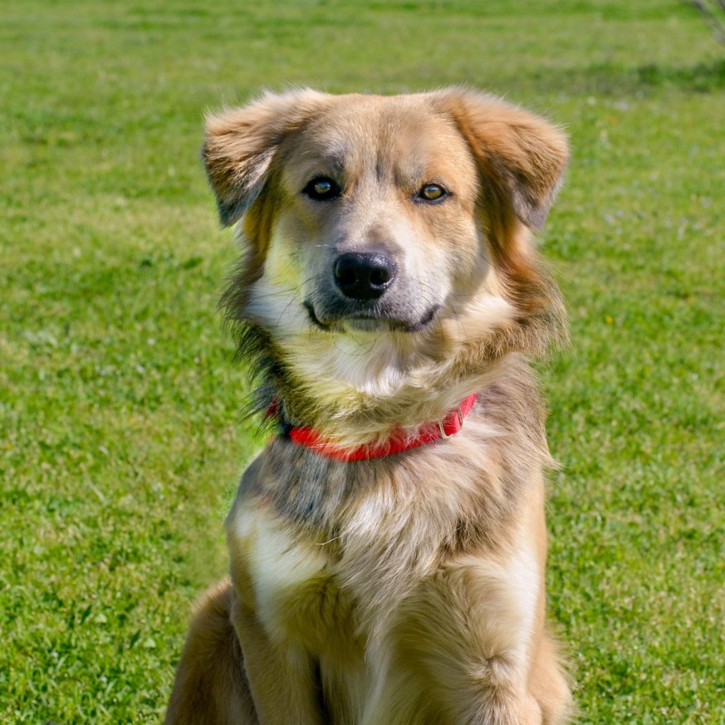 Pinto, an adoptable Collie, Mixed Breed in Quinlan, TX, 75474 | Photo Image 1