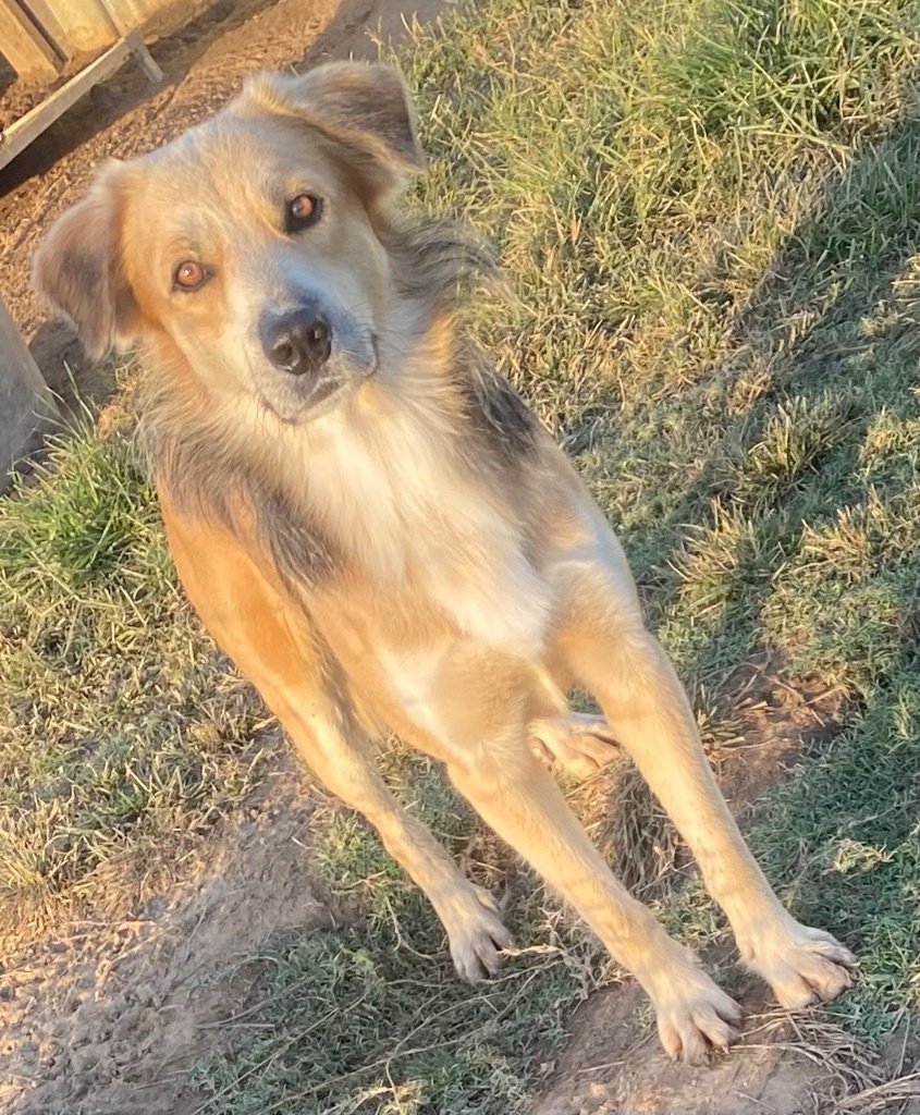 Pinto, an adoptable Collie, Mixed Breed in Quinlan, TX, 75474 | Photo Image 1