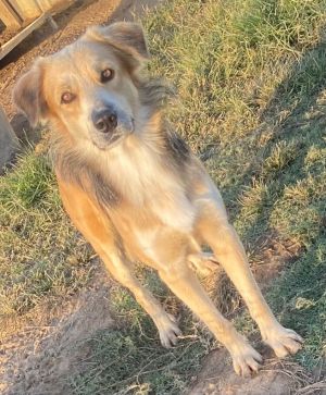 Pinto, Adult Male Collie