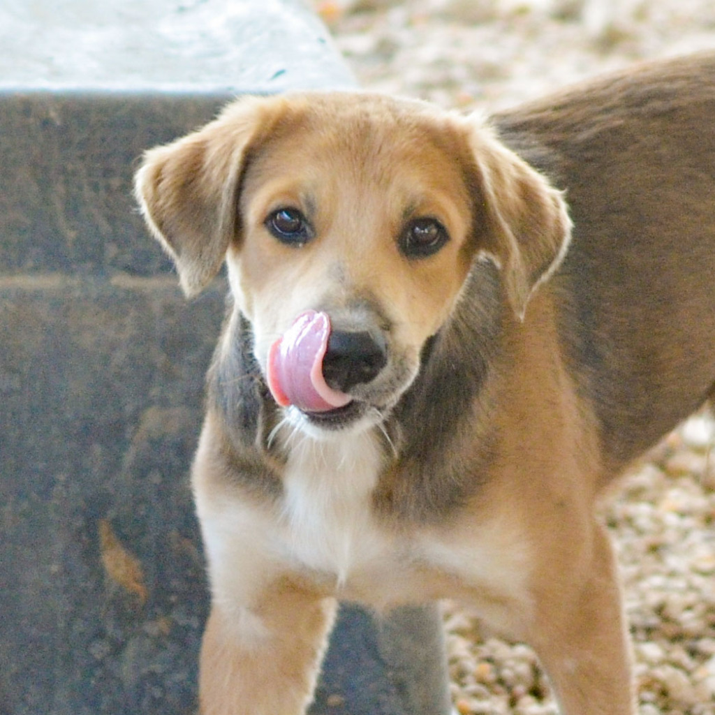 Pinto, an adoptable Collie, Mixed Breed in Quinlan, TX, 75474 | Photo Image 2