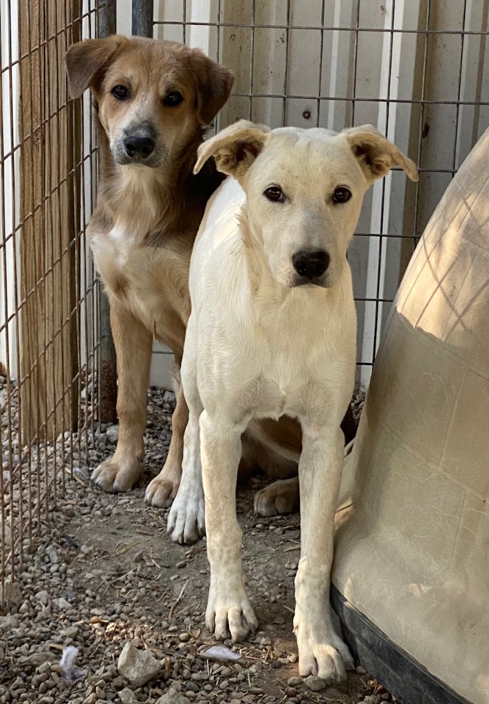 Pinto, an adoptable Collie, Mixed Breed in Quinlan, TX, 75474 | Photo Image 3