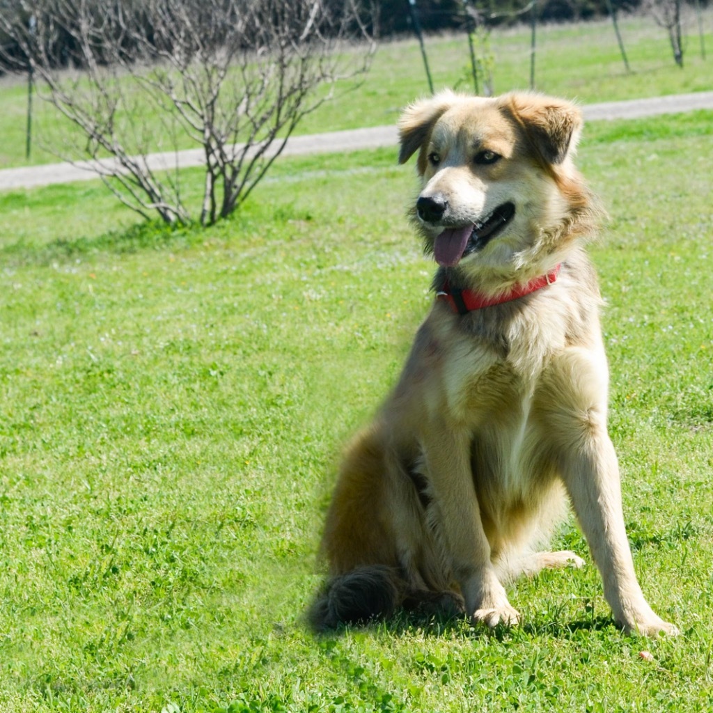 Pinto, an adoptable Collie, Mixed Breed in Quinlan, TX, 75474 | Photo Image 5