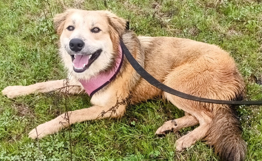 Pinto, an adoptable Collie, Mixed Breed in Quinlan, TX, 75474 | Photo Image 6