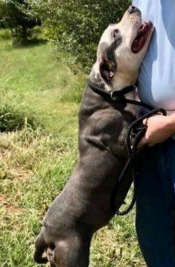 Bella, an adoptable American Bulldog in Fredericton , NB_image-4