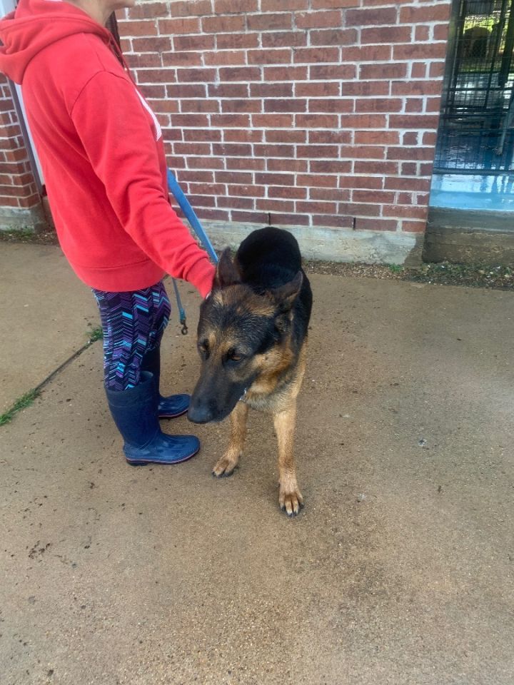 Rin Tin tin  1