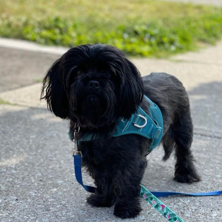 Gizmo, an adoptable Shih Tzu & Yorkshire Terrier Mix in Scarborough, ON_image-3