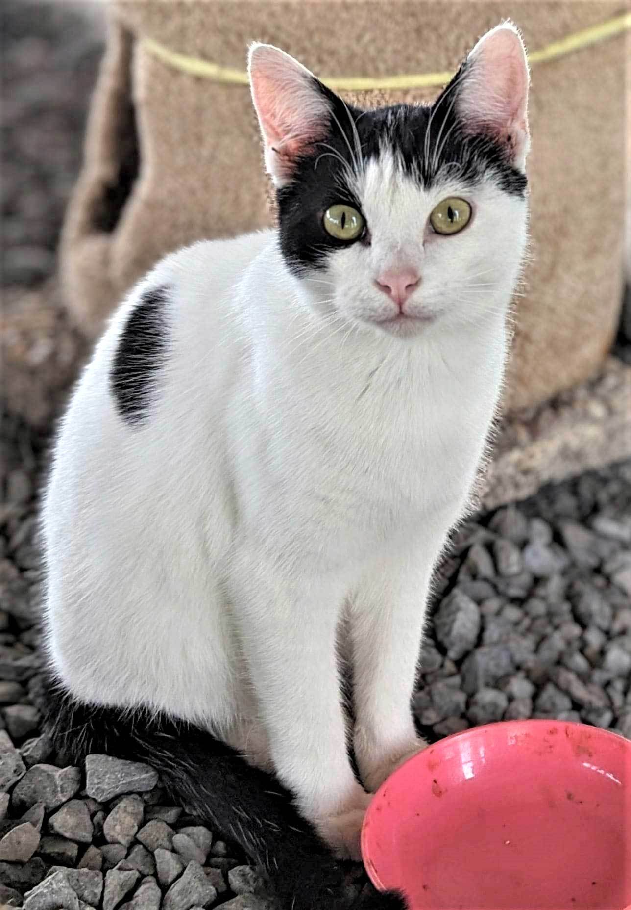 GASTON, an adoptable Domestic Short Hair in Franklin, TN, 37069 | Photo Image 1