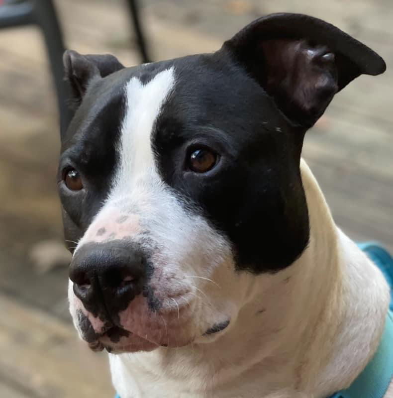 Garrett- FOSTER NEEDED