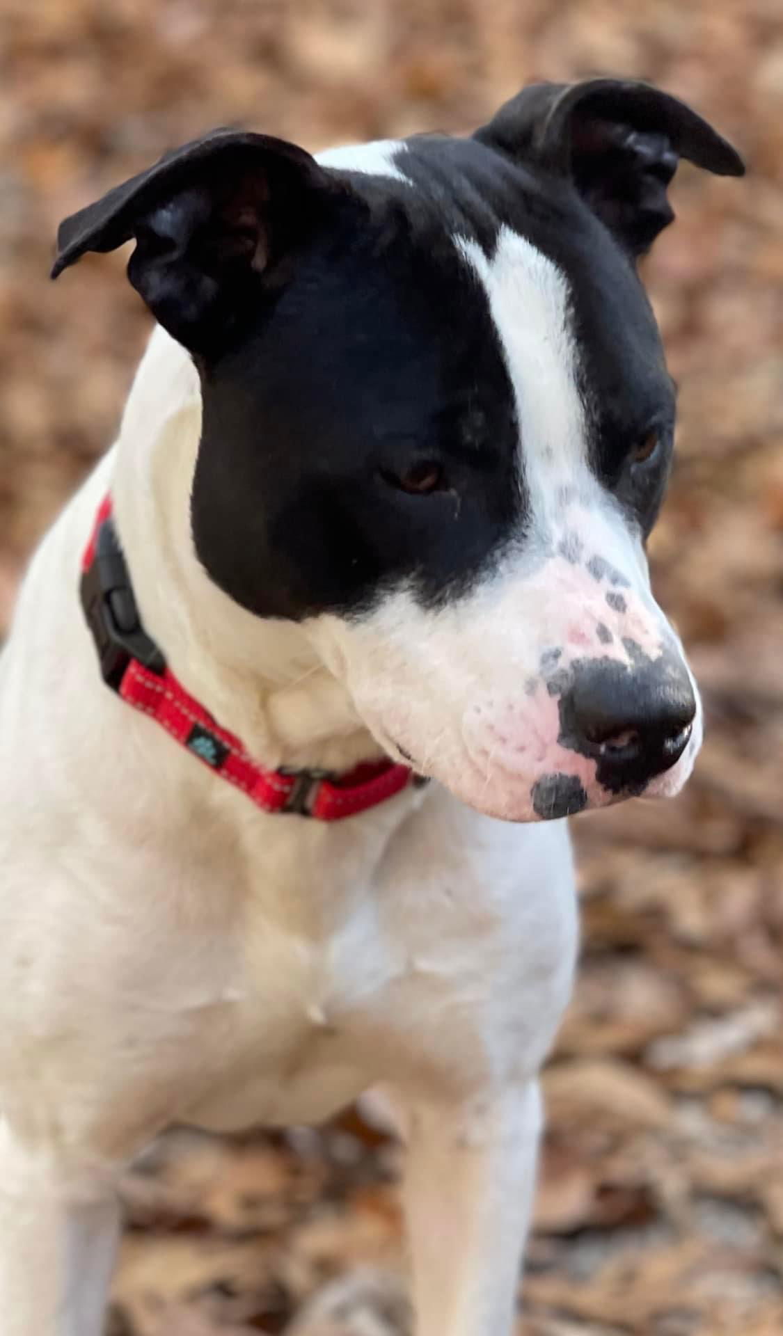 Garrett- FOSTER NEEDED