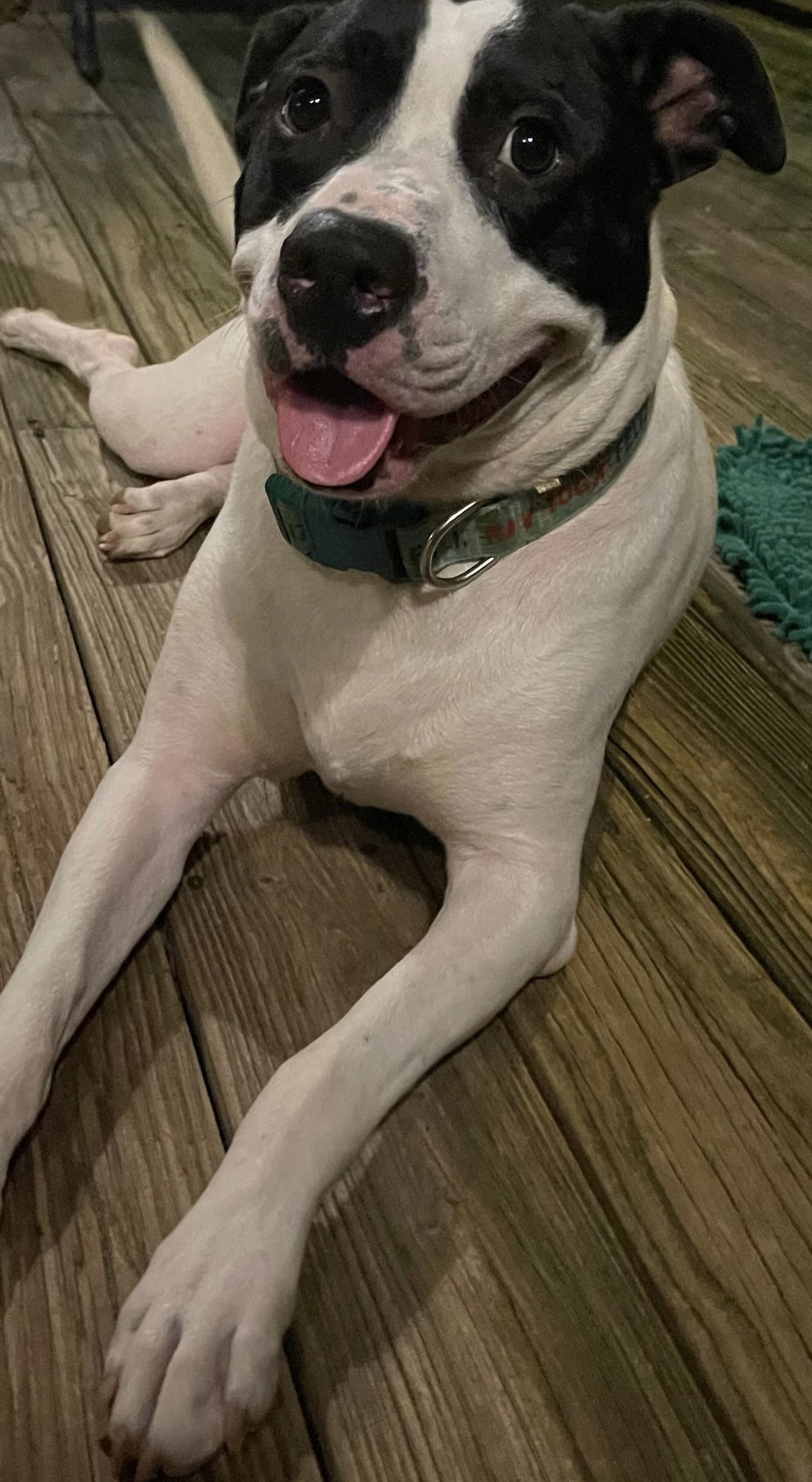 Garrett- FOSTER NEEDED