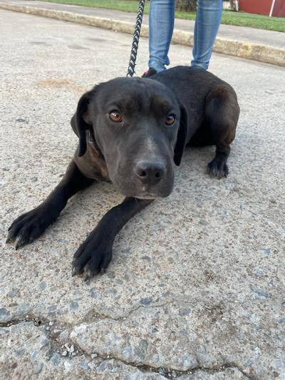Dog For Adoption - Missy, A Black Labrador Retriever & Shar-Pei Mix In  Cleveland, Ok | Petfinder