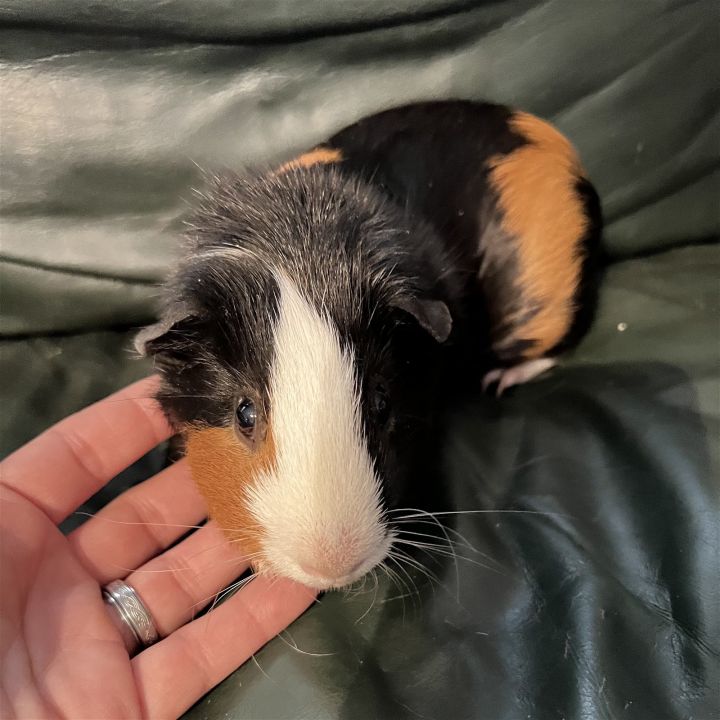 Guinea Pig for adoption Bleach, a Guinea Pig in The Woodlands, TX