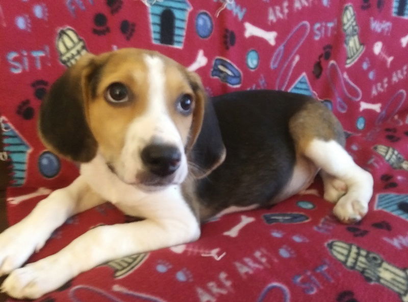 Curly, an adoptable Beagle in Tappahannock, VA, 22560 | Photo Image 1