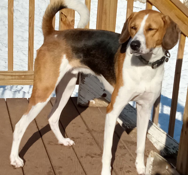 Curly, an adoptable Hound, Beagle in Tappahannock, VA, 22560 | Photo Image 1