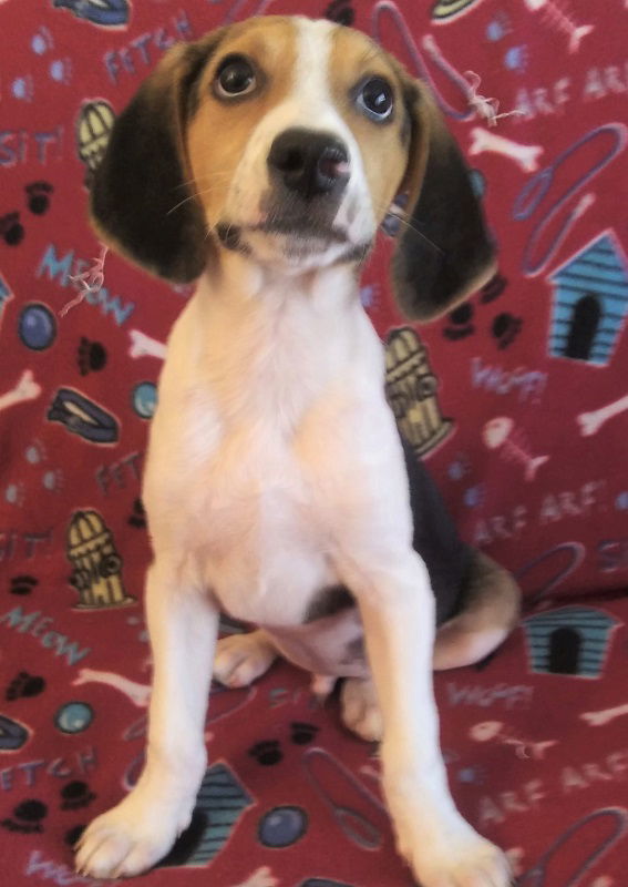 Curly, an adoptable Beagle in Tappahannock, VA, 22560 | Photo Image 2