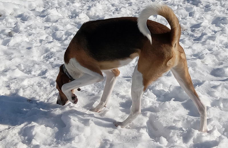 Curly, an adoptable Hound, Beagle in Tappahannock, VA, 22560 | Photo Image 2