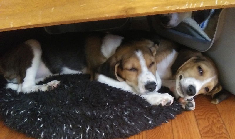 Curly, an adoptable Beagle in Tappahannock, VA, 22560 | Photo Image 3