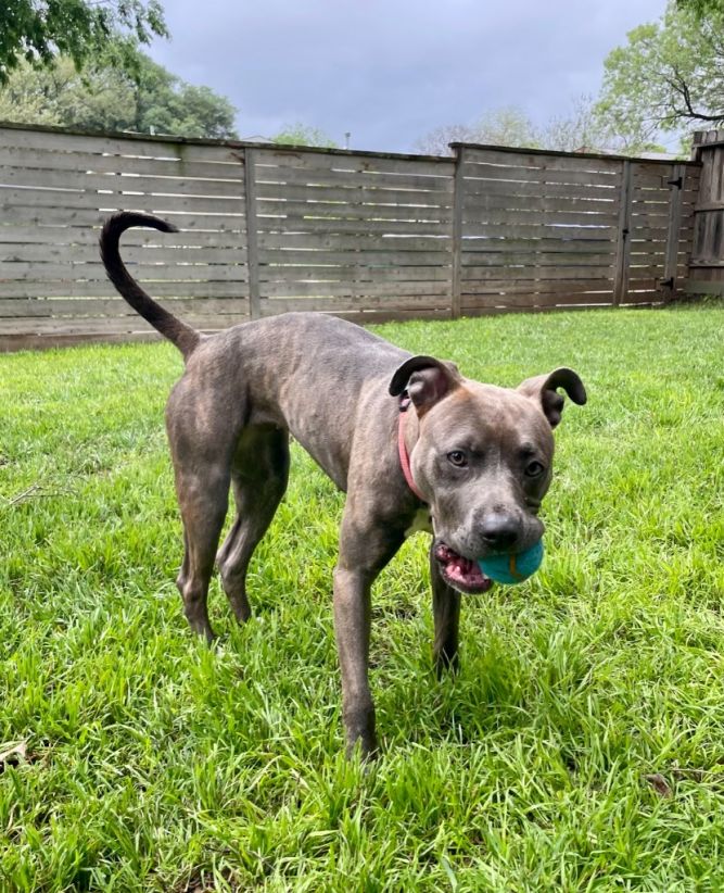 Dog for adoption Winnie, a Terrier in Bothell, WA Petfinder