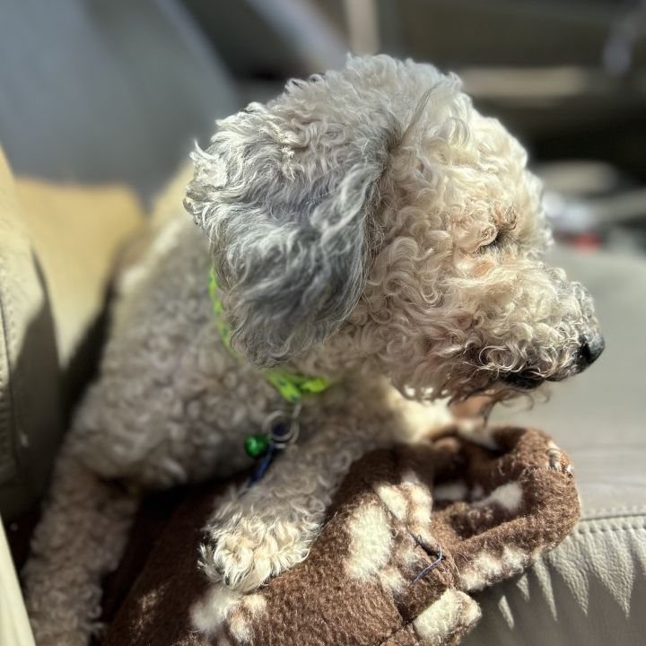 Petfinder miniature poodle sales