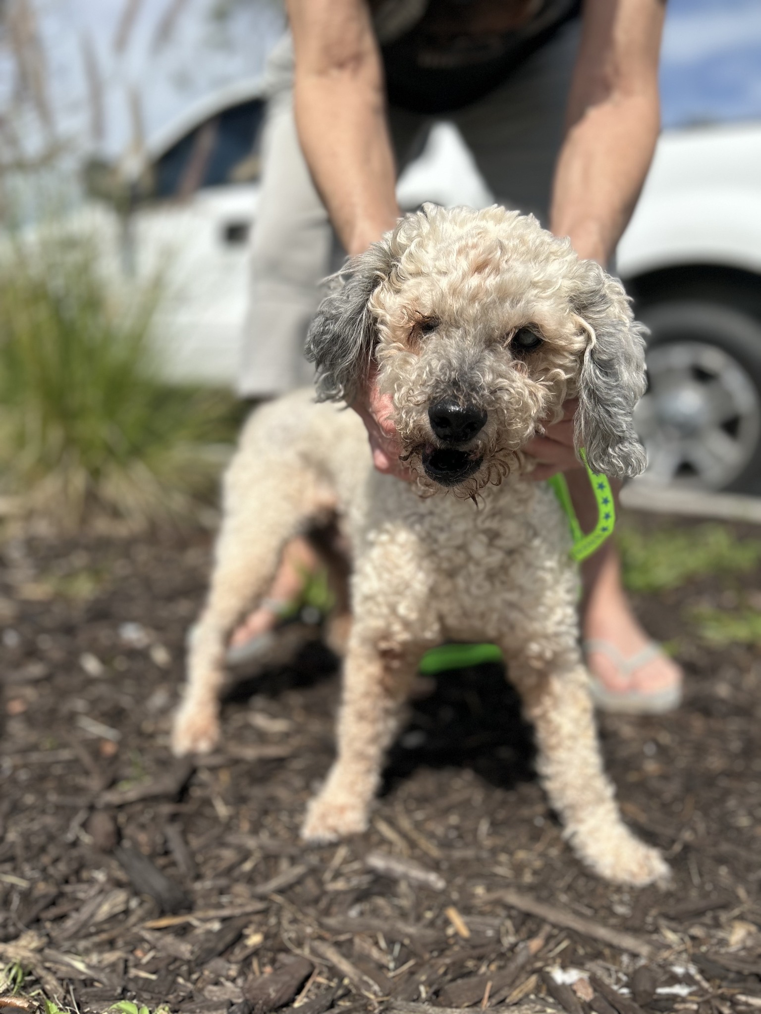 Coastal 2024 poodle rescue