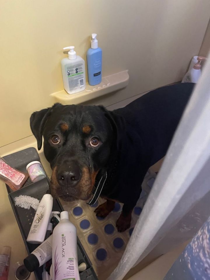Lobo, an adoptable Rottweiler in Lynbrook, NY_image-3