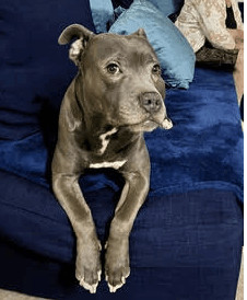 Slim, an adoptable Pit Bull Terrier in Lynbrook, NY_image-1