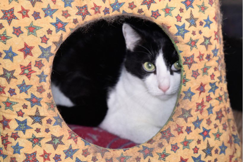 Sox, an adoptable Domestic Short Hair in Shreveport, LA, 71119 | Photo Image 1