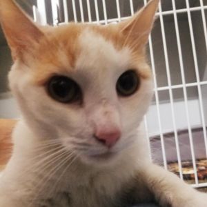Apple Jax, Senior Male unknown