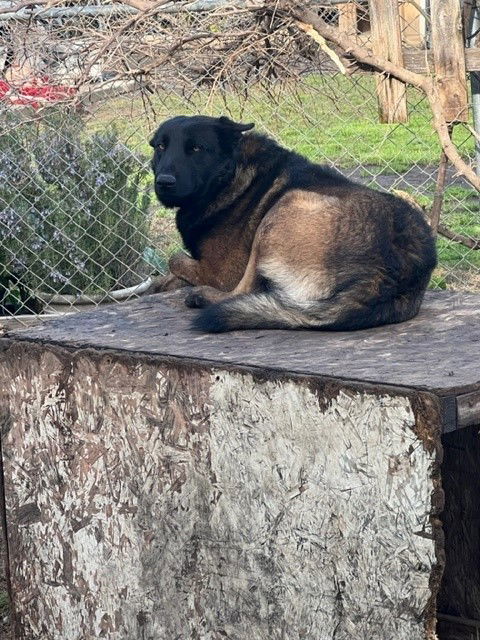 Max, an adoptable Belgian Shepherd / Malinois in Woodland, CA, 95776 | Photo Image 1