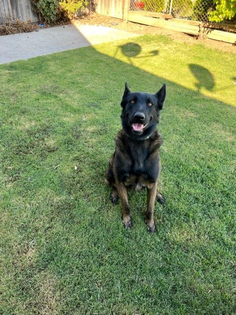 Max, an adoptable Belgian Shepherd / Malinois in Woodland, CA, 95776 | Photo Image 2