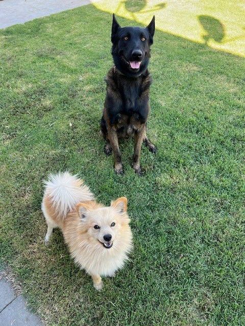 Max, an adoptable Belgian Shepherd / Malinois in Woodland, CA, 95776 | Photo Image 3