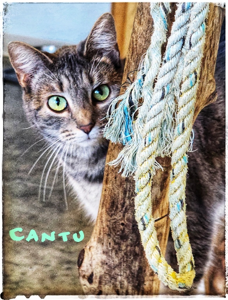 Cantu, an adoptable Domestic Short Hair in Gold Beach, OR, 97444 | Photo Image 1