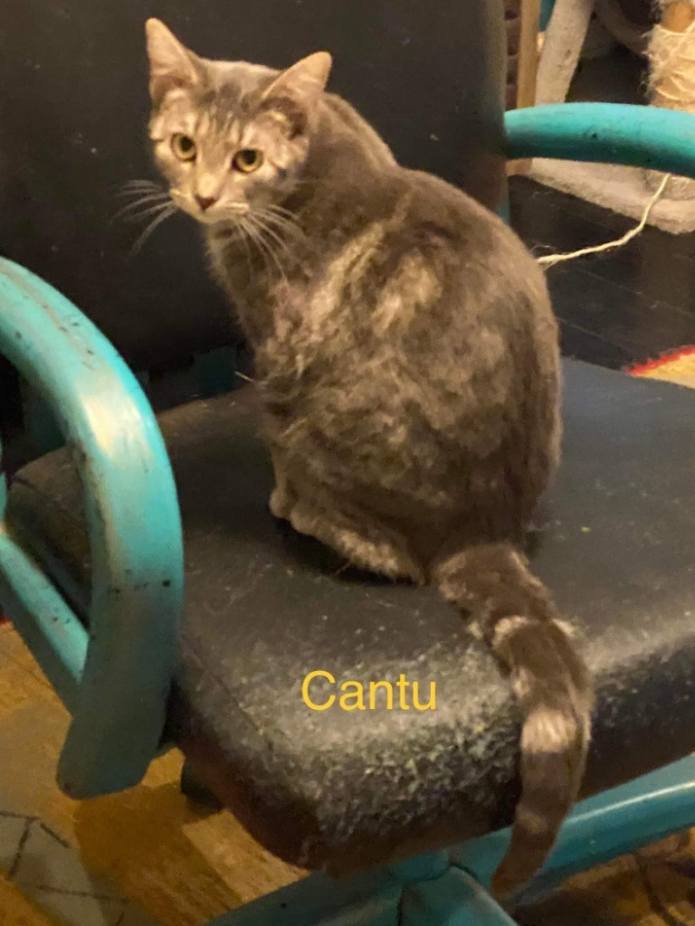 Cantu, an adoptable Domestic Short Hair in Gold Beach, OR, 97444 | Photo Image 2